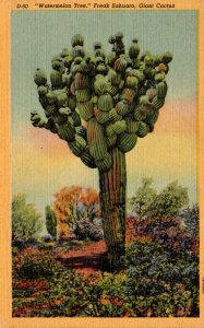 Freak Sahuaro Giant Cactus Watermelon Tree Curteich