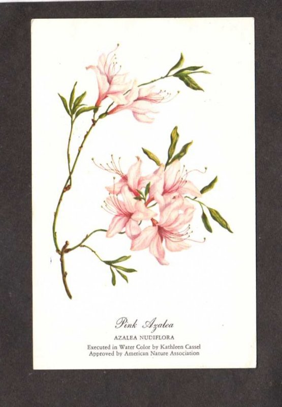 Flowers Pink Azaleas Water Color Painting Kathleen Cassel Artist Nature