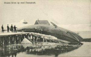 norway norge, Whale being Pulled up with Steam Power, Whaling (1910s) Postcard