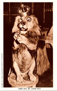 Missouri St Louis King Leo The Lion