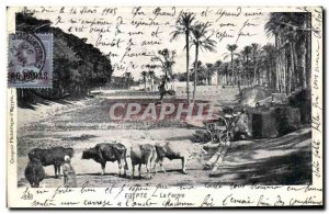 Old Postcard Egypt Egypt The farm Cows