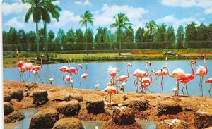 Flamingos & Nests Hialeah Race Course, USA Unused 