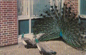 Illinois Quincy Peacock In Full Plumage Struts For The Benefit Of Two Hens