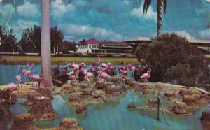 Florida Miami Flamingos At Hialeah Park 1953