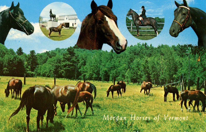 VT - Morgan Horses