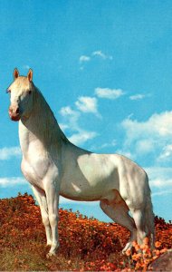 Horses Beautiful White Horse Greetings From Chicago Illinois