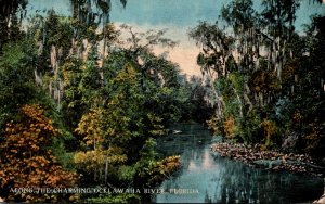 Florida Scene Along The Charming Ocklawaha River 1916