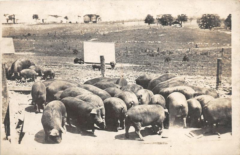 F13/ Occupational RPPC Postcard c1910 Pig Hog Farm Fence 10