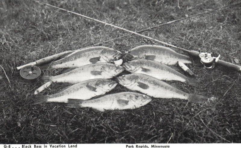 Park Rapids Minnesota MN, Black Bass In Vacation Land, Fishing, Vintage Postcard