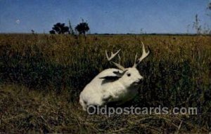 Siberian White Tail Deer Exaggeration 1967 pin hole in card, no creases corne...