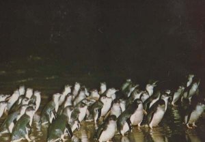 Parade Of Fairy Penguins Phillip Island Victoria Real Photo Bird Postcard