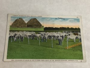 Horses Ringling Bros #122 Hay Bales Winter Quarters Sarasota Florida Grade 4