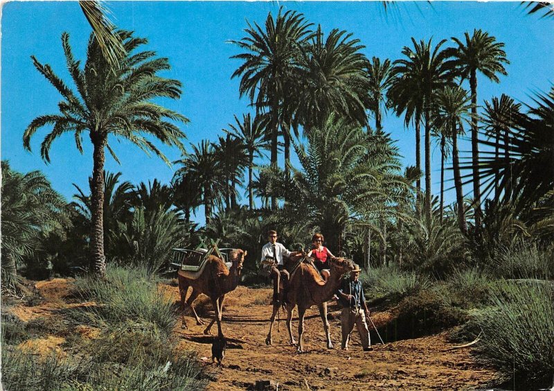 US87 Spain Gran Canaria oasis en Maspalomas camel