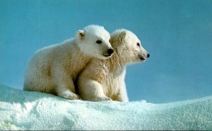Alaska Polar Bear Cubs