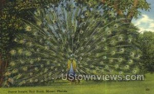 Parrot Jungle - Miami, Florida FL  