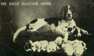 Postcard Comical  RPPC Dog & Puppies, No Race Suicide Here       Q5