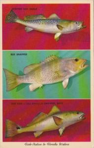 Spotted Sea Trout Red Fish & Red Snapper Fish Native To Florida
