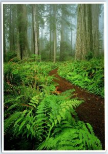 M-108497 Brachen Sword and Deer Ferns Redwood National Park California USA