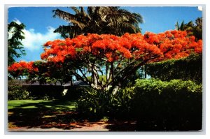 Flame Tree Royal Poinciana Hawaii HI Chrome Postcard T9