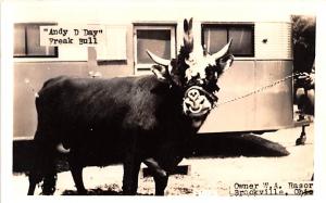 Andy D Day Bull Four horns, four eyes, & a Double Nose Cow Oddity Unused 