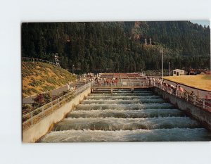 Postcard Fish Ladders, Bonneville Dam