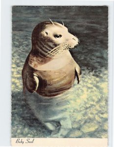 Postcard Baby Seal