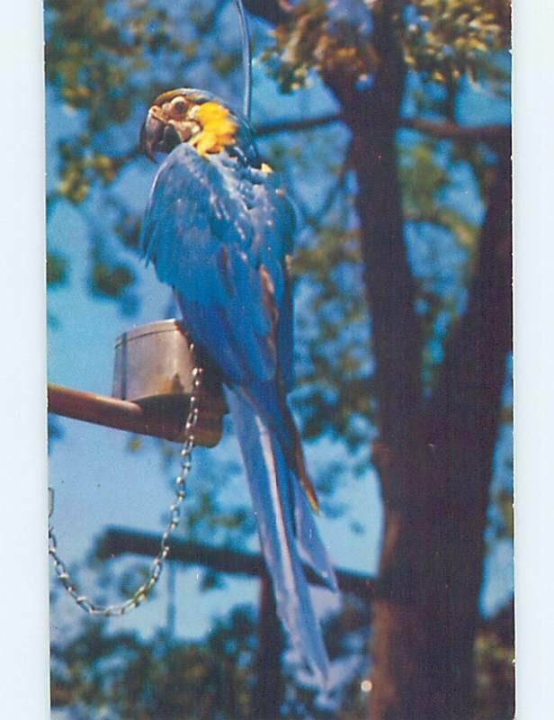 Pre-1980 MACAW BIRD AT WILD ANIMAL FARM Hudson Center New Hampshire NH hn4623