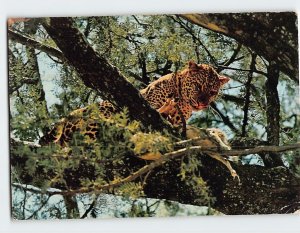 Postcard Leopard with kill in tree, African Wild Life