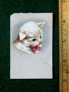1870s-80s Lovely White Cat Kitten Red Bow Adorable Victorian Trade Card F25