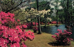 Greenfield Gardens in Bloom,Wilmington,NC