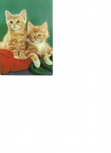 Animals.  Two kittens Modern Italian photo postcard