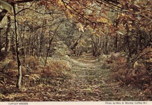 Cuffley Trees Woods Forest Hertfordshire 1980s Postcard