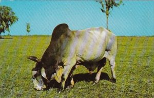 Brahman Bull In A Florida Pasture