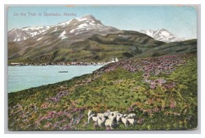 On The Trail To Unalaska Alaska Poscard c1913 Postmark