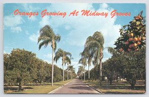 Florida~Midway Citrus Groves Between Bradenton & Sarasota On US 301~Vintage PC