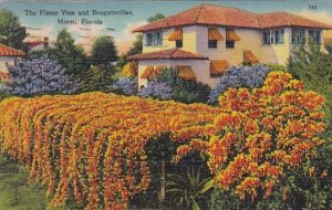 The Flame Vine And Bougainvilea Miami Florida 1948