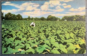 Vintage Postcard 1957 Growing Tobacco Kentucky