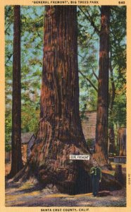 Vintage Postcard General Fremont Big Trees Park Santa Cruz County California CA