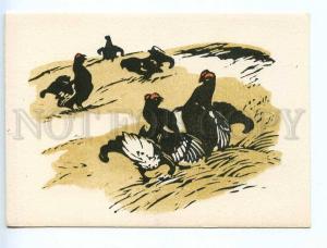 238748 RUSSIA HUNT Zakharov grouse on a lek old engraving