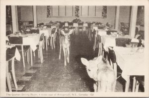 Antigonish NS Nova Scotia Deer in Goshen Dining Room Unused PECO Postcard E90