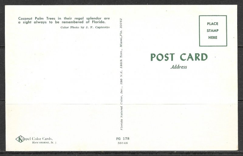 Florida - Coconut Palm Trees - [FL-251]