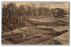 Sumatra Indonesia Postcard Tobacco Farm Farmers Planting 1913 Posted Antique