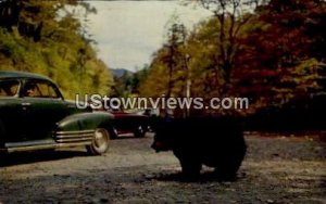 Black Bear, Great Mountains National Park in Asheville, North Carolina