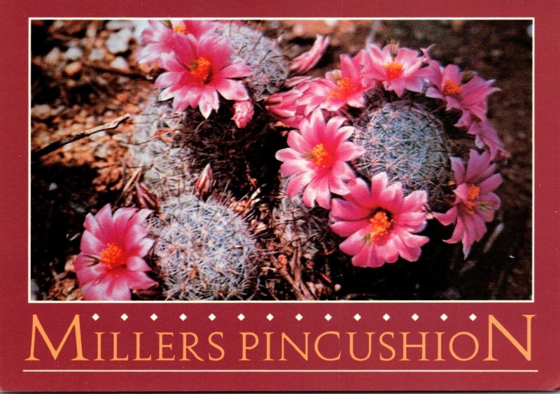 Arizona Desert Scene Millers Pincushion Cactus