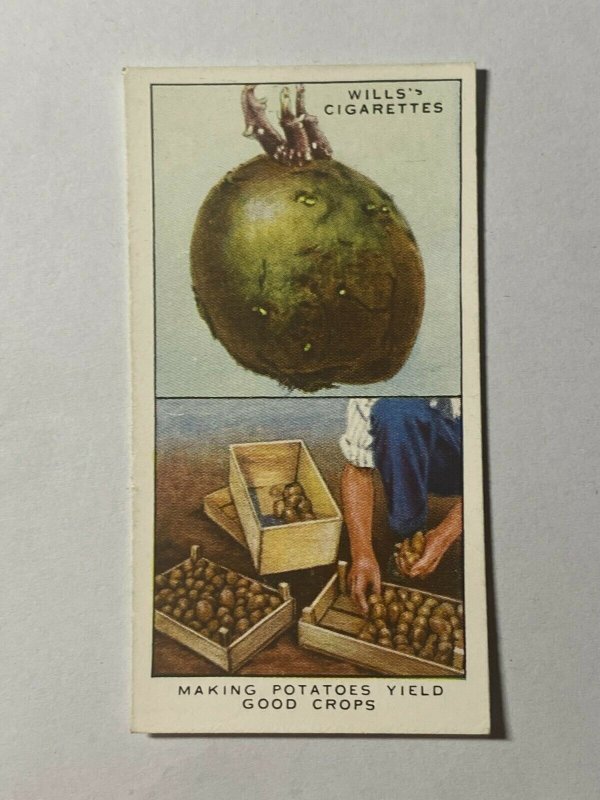 CIGARETTE CARD - PLAYER GARDEN HINTS  #31 MAKING POTATOES YIELD     (UU274) 