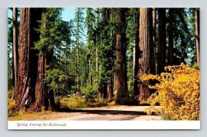 Spring Among The Redwoods California Postcard