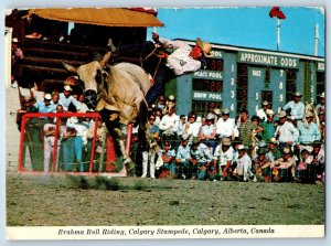 1972 Calgary Alberta Canada Postcard Brahma Bull Riding Stampede Crowd Posted