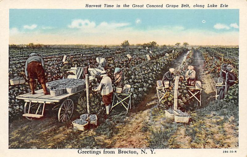 Harvest Time in the Great Concord Grape Belt, along Lake Erie Unused 