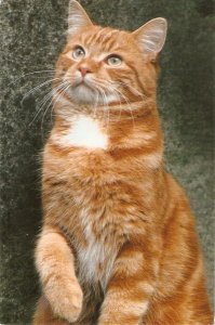 JAnimals. Ginger & White Cat  Nice modern English  photo postcard