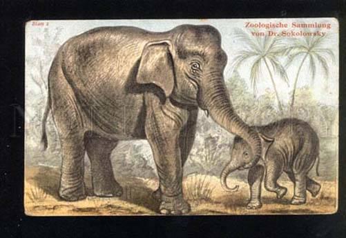 047459 Family of Indian ELEPHANT Mom & Son vintage